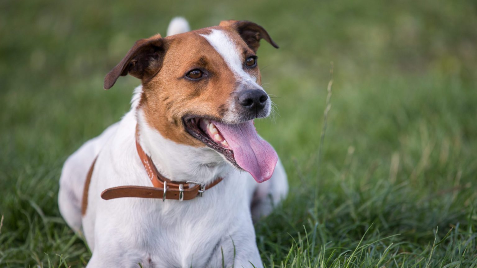 Dansk Svensk G Rdhund Ting Om Hunderacen Vuffeli