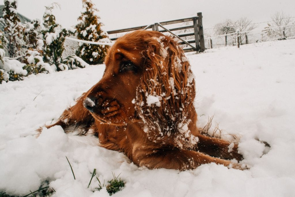 hund i sneVuffeli hundeblog