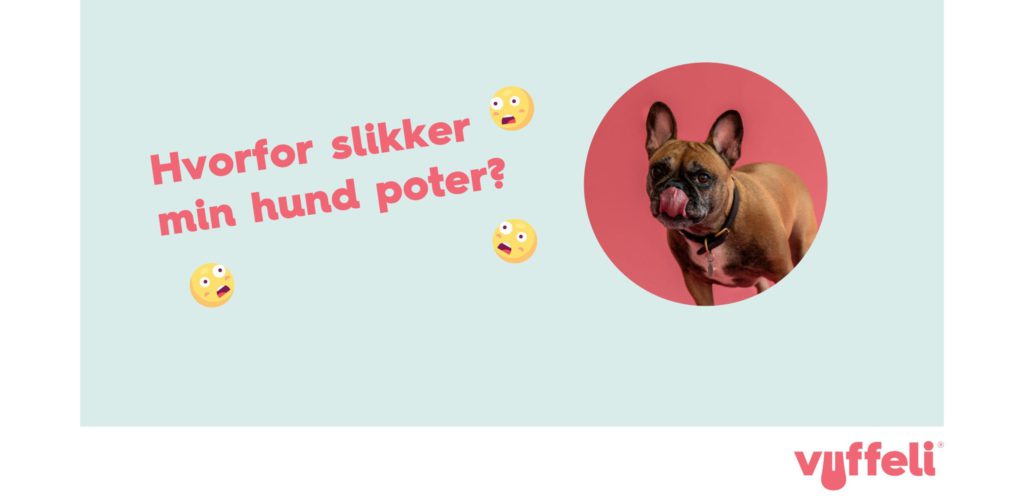 Hvorfor slikker min hund sine poter? og fransk bulldogVuffeli hundeblog