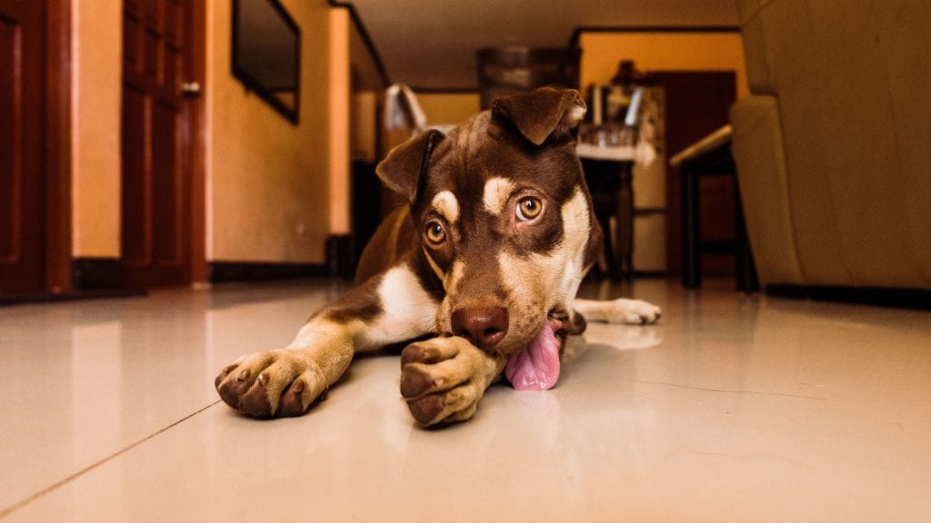 hund slikker gulvetVuffeli hundeblog