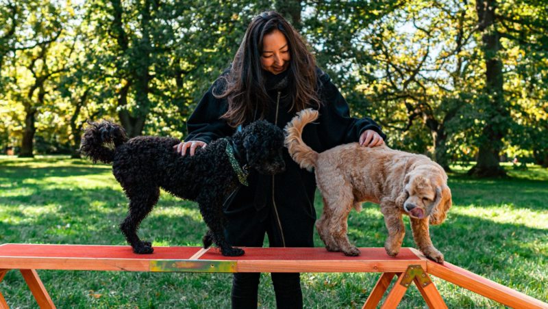 pige træner to hunde på agilitybaneVuffeli hundeblog