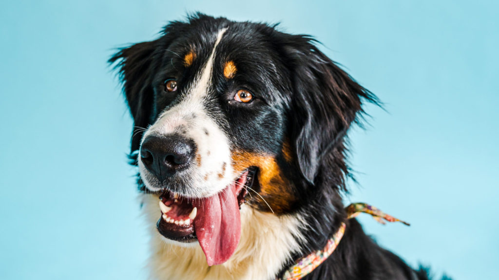 Vuffeli hundeblog