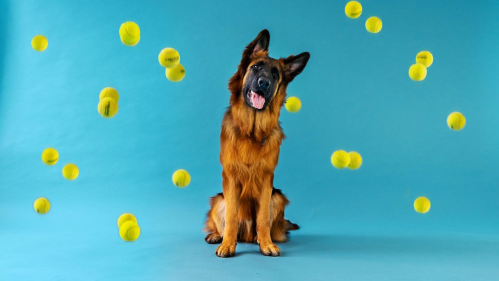 hund og bolde i luftenVuffeli hundeblog