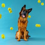hund og bolde i luftenVuffeli hundeblog
