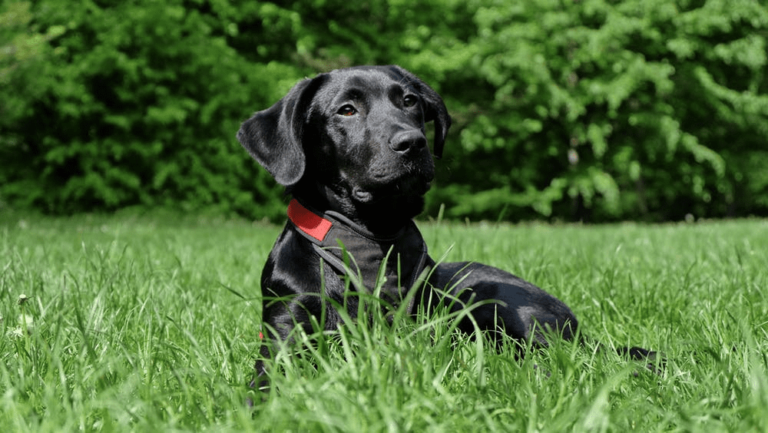 hund i græs