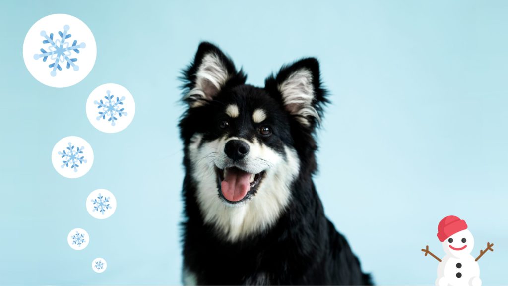 hund, vinter, sne og snemandVuffeli hundeblog