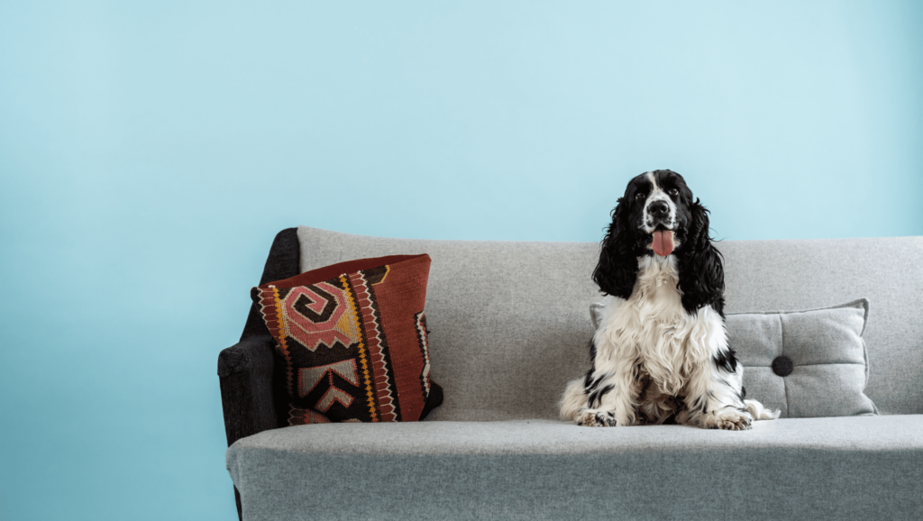 hund sidder i sofaenVuffeli hundeblog