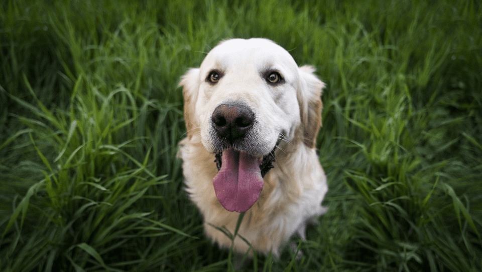 golden i græssetVuffeli hundeblog