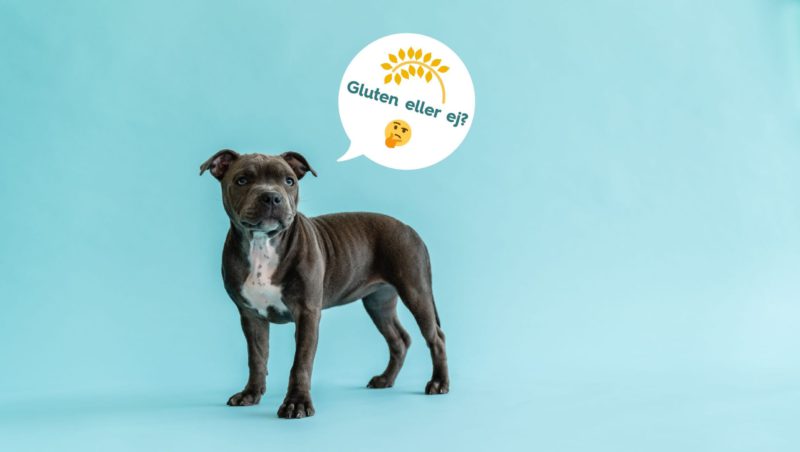 hund gluten eller ej?Vuffeli hundeblog