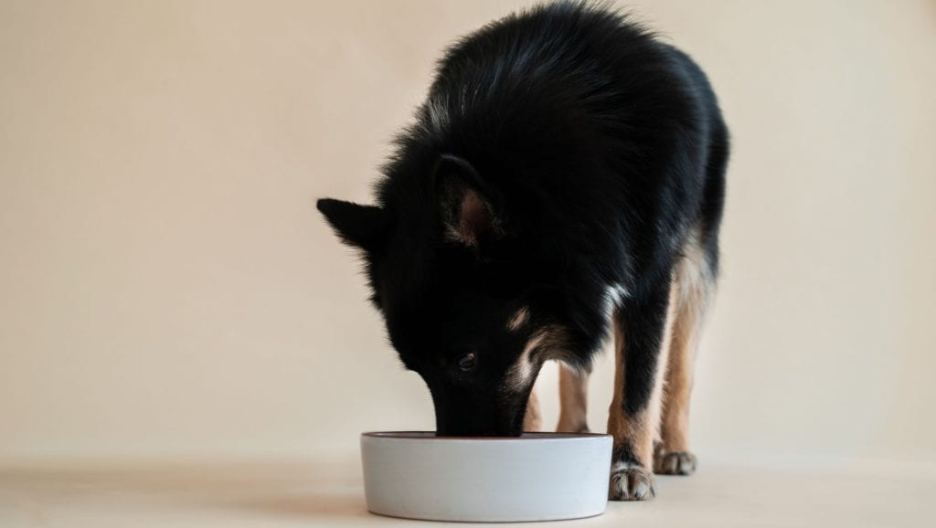 hund spiser foder af skålVuffeli hundeblog