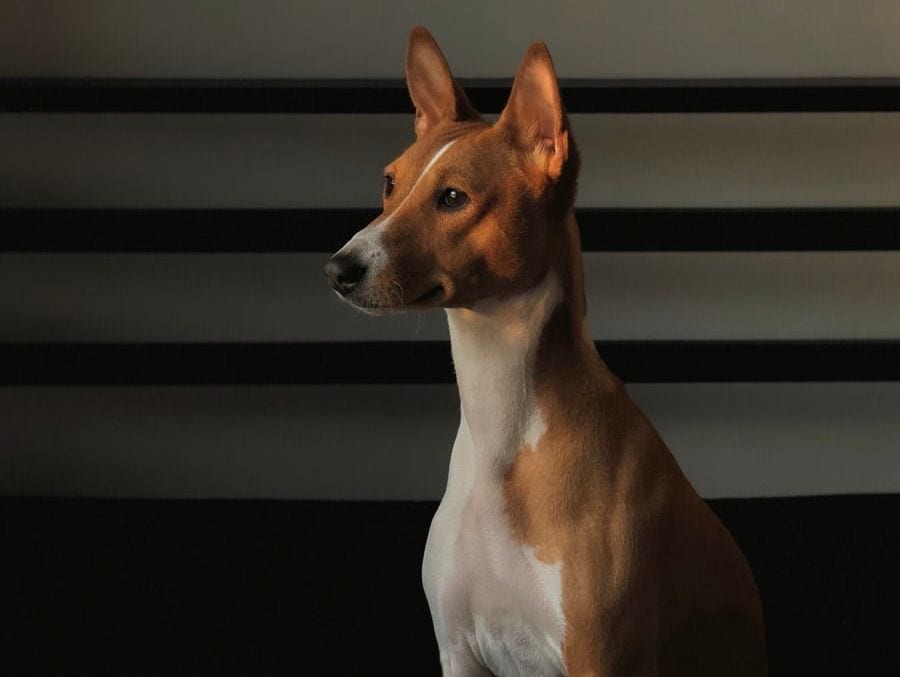 hund kigger koncentreret på nogetVuffeli hundeblog