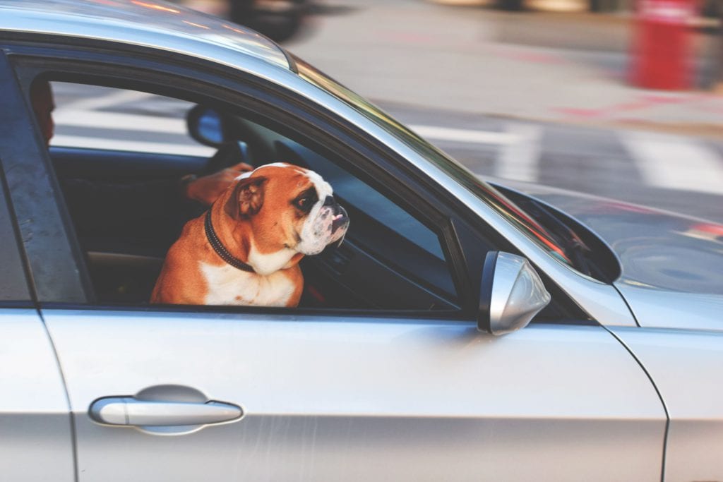 hund i bil på forsæde kigger frem