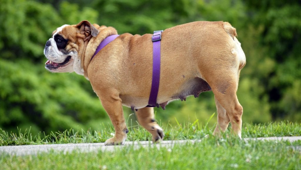 overvægtig tæve bulldogVuffeli hundeblog