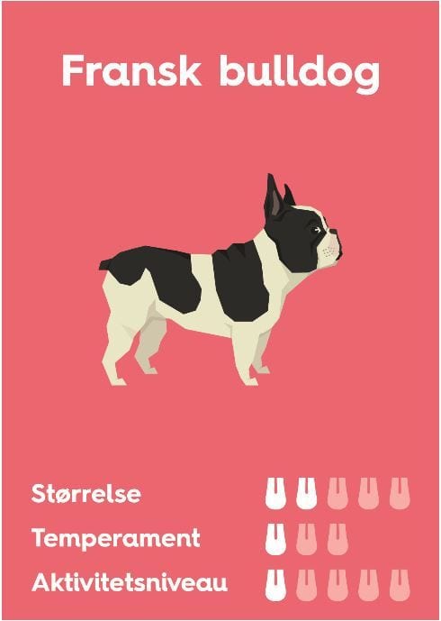 Fransk bulldogVuffeli hundeblog