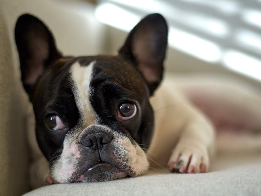 fransk bulldog ligger i sofaenVuffeli hundeblog