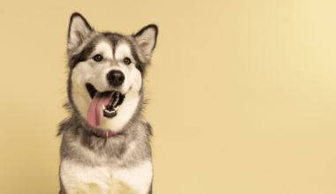 hund med tungen ude