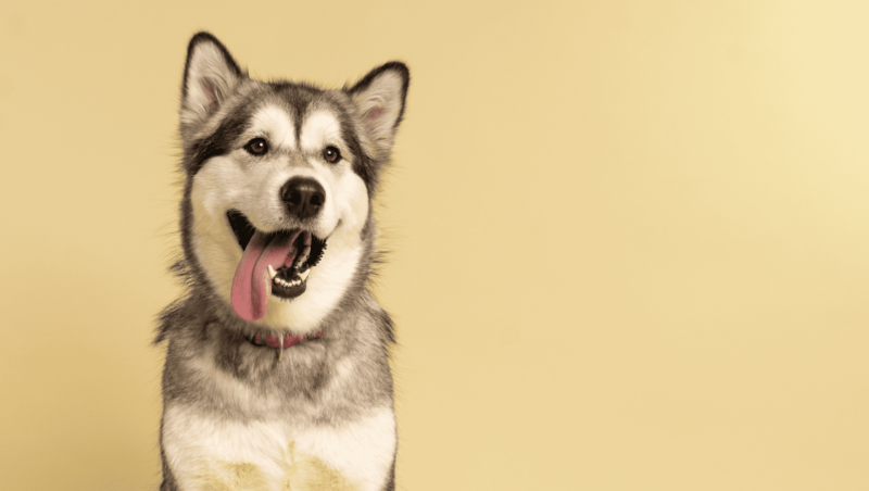 hund med tungen udeVuffeli hundeblog