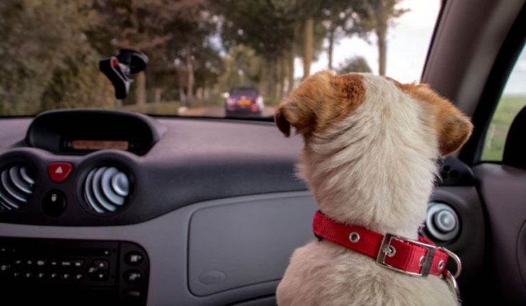 hund sidder på forsædet og kigger ud i bil