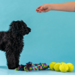 Sådan træner du din hundehvalpVuffeli hundeblog