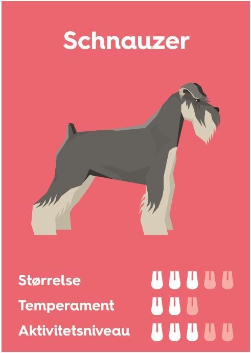 schnauzer hundVuffeli hundeblog