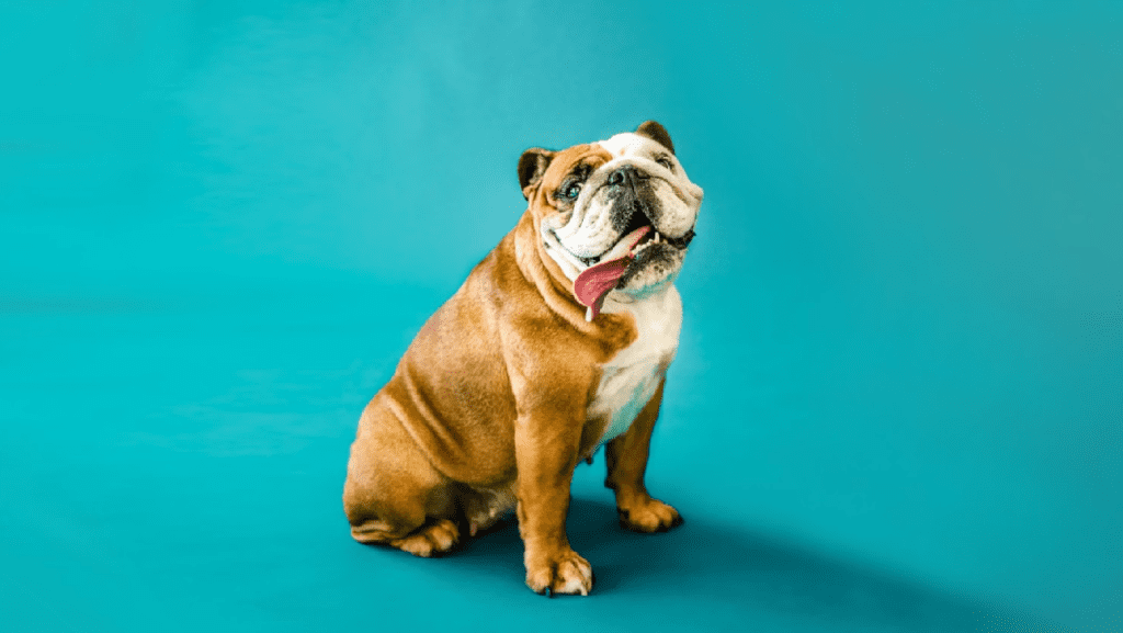 engelsk bulldog i blå baggrundVuffeli hundeblog