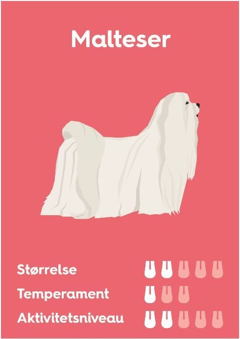 malteser hundVuffeli hundeblog