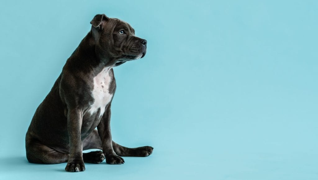 hund kigger til sidenVuffeli hundeblog