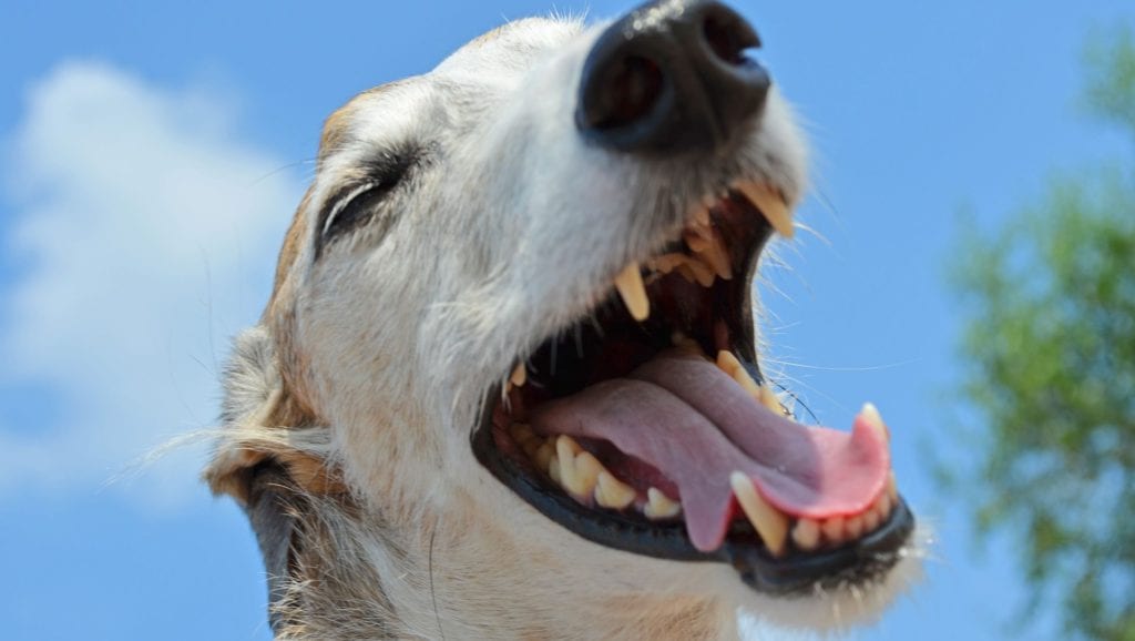 hund tænder - tænderne skal børstes hver dagVuffeli hundeblog