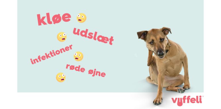 Allergi hos hunde: Kløe, udslæt, infektioner, røde øjne
