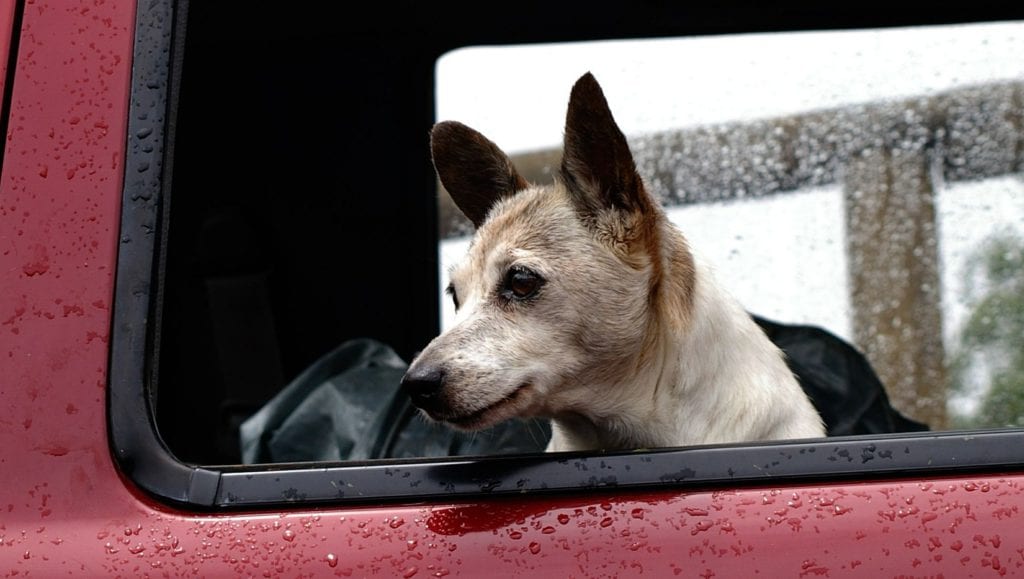 hund kigger ud af bilvindueVuffeli hundeblog