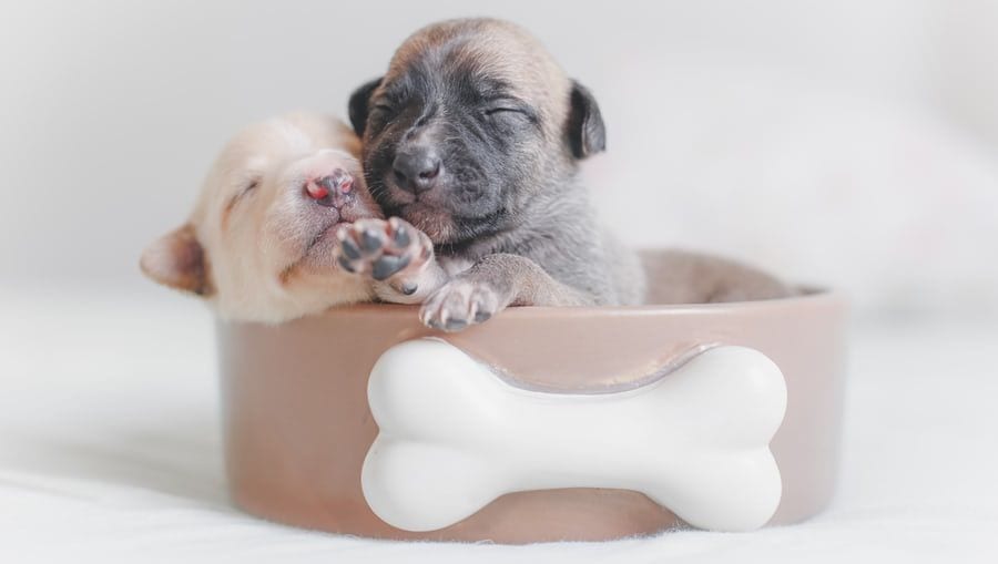 hundehvalpe ligger i en skålVuffeli hundeblog