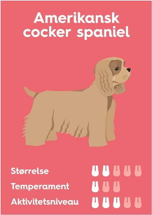 amerikansk cocker spanielVuffeli hundeblog