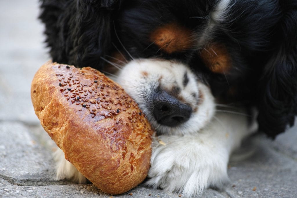 hund spiser en bolleVuffeli hundeblog