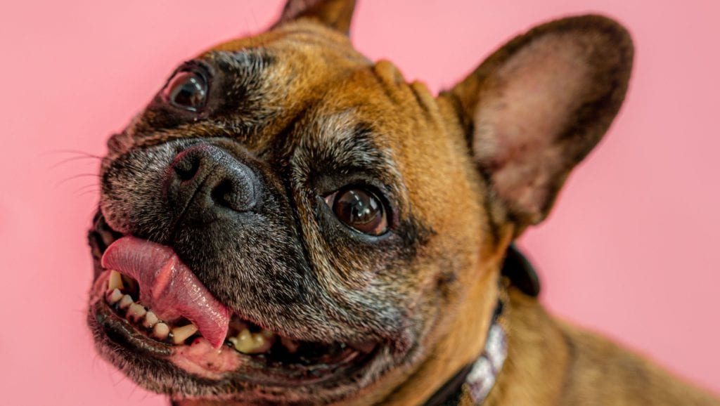 fransk bulldog kigger op