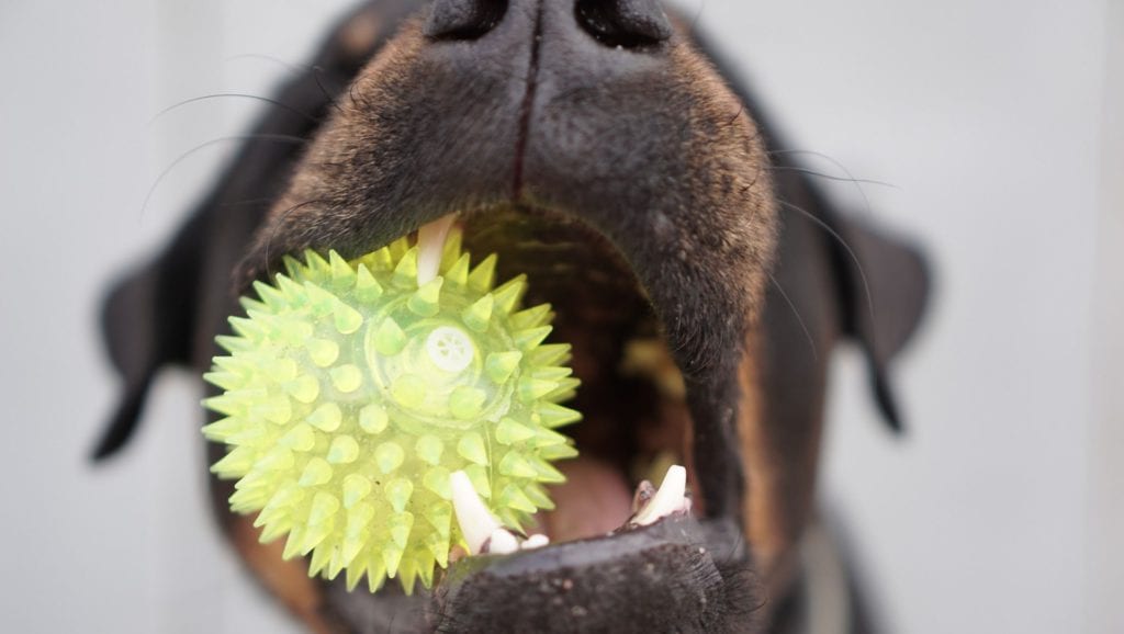Revolutionerende George Eliot Redaktør Hvorfor har min hund dårlig ånde? | Vuffeli hundeblog