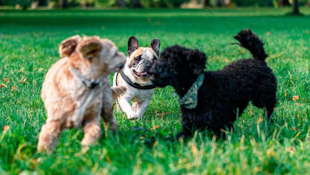 min hund vil ikke gå tur min hund vil ikke gå tur