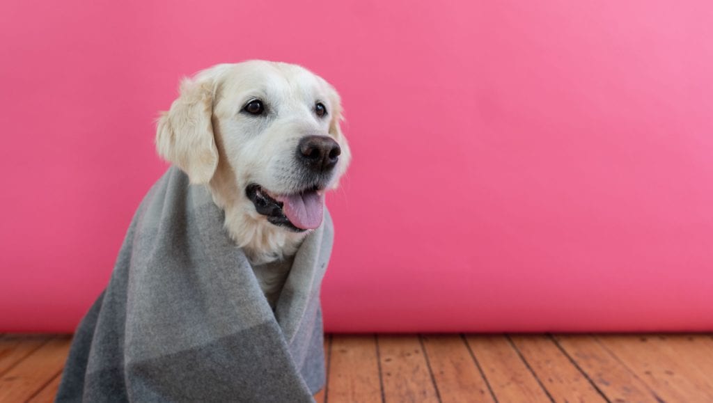 hund med tæppe påVuffeli hundeblog