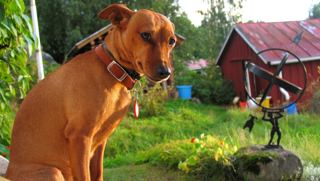 hund i haveVuffeli hundeblog