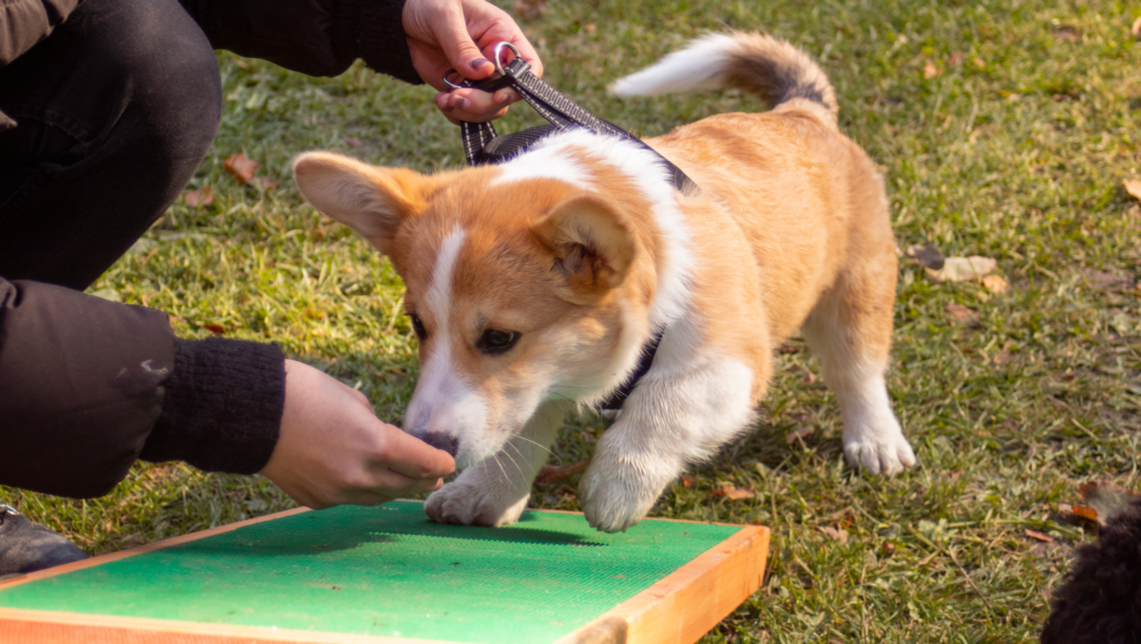 corgi laver agility og dufter til godbidVuffeli hundeblog