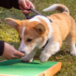 corgi laver agility og dufter til godbidVuffeli hundeblog