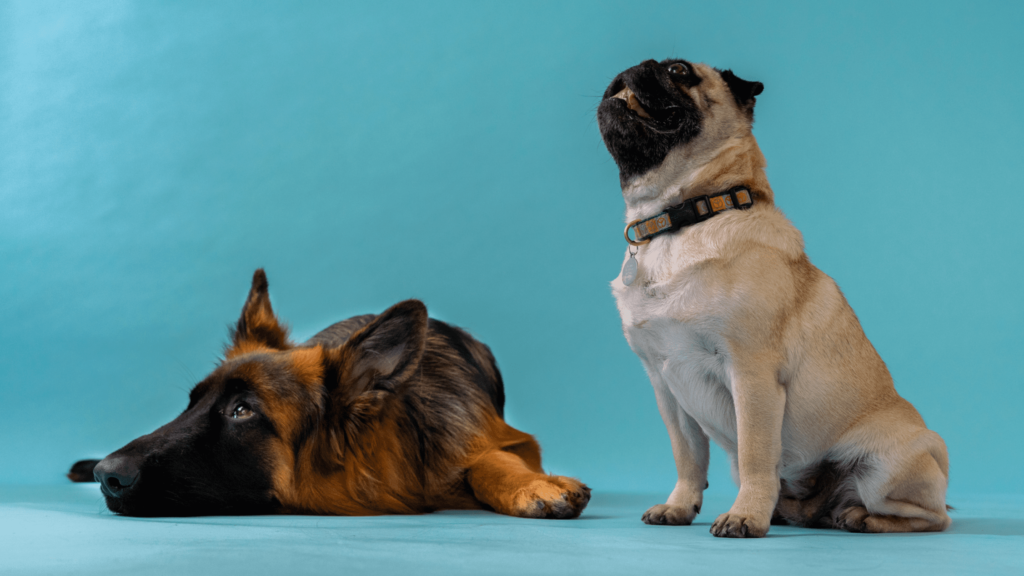 Latterlig eftermiddag antenne Hundes kropssprog - Læs hvordan din hun fortæller dig ting | Vuffeli  hundeblog