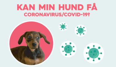 hund få coronavirus