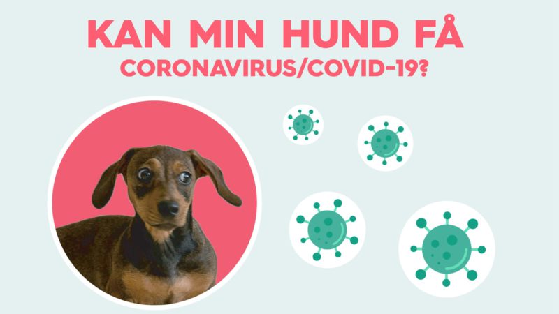 hund få coronavirusVuffeli hundeblog