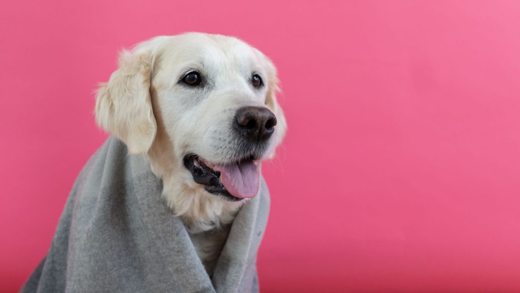 hund med tæppe påVuffeli hundeblog