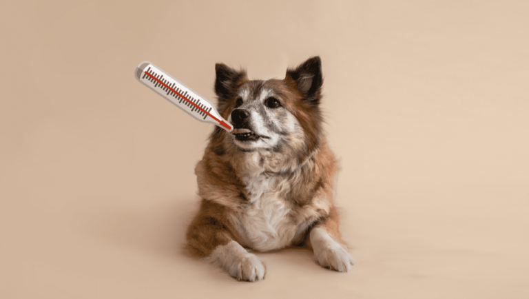 hund og termometer