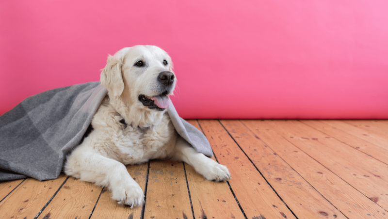 golden retriever ligger med tæppe påVuffeli hundeblog