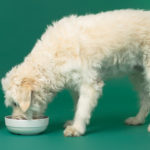 Hund spiser hundefoder eller skånekostVuffeli hundeblog