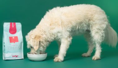 Hund spiser hundefoder eller skånekost