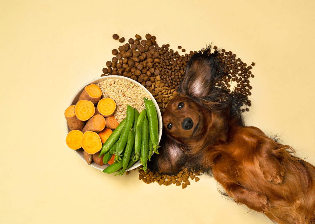 hund ligger med hundeskål med hundefoder, søde kartofler, ris og ærterVuffeli hundeblog