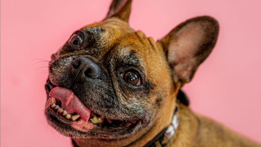 fransk bulldog kigger opVuffeli hundeblog